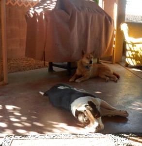 Am Bull and Carolina Dog laying patio together