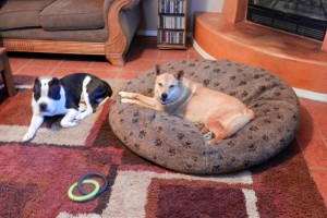 Am Bull on floor Carolina Dog in dog bed