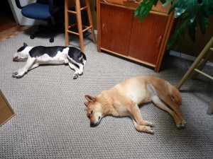 Am Bull and Carolina Dog lying inside house