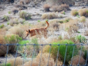 Carolina Dog