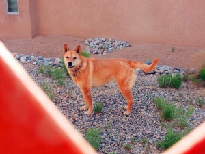 Carolina Dog asking to come inside our yard