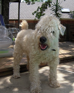 A Letter from Duffy the Wheaten Terrier’s Owner Lynn to ATN