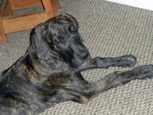 Beautiful Great Dane puppy
