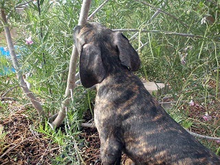 I_wonder_how_this_tree_tastes2