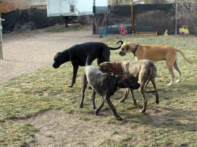 My First Great Dane Meetup