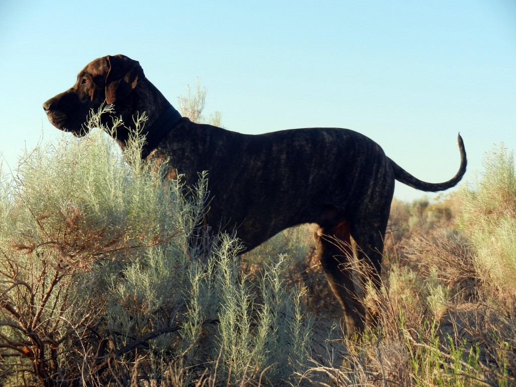 Great Dane on morning walk