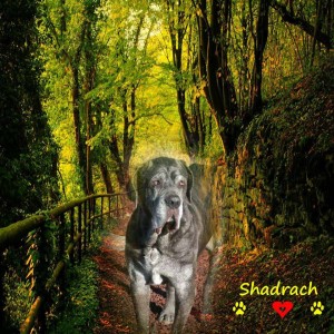 Farewell to Neo Mastiff