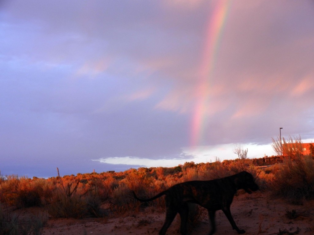 Rainbow over field with Great Dane