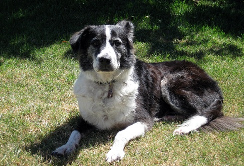 A Letter from Snookie the Border Collie Mix to Animal Talk Naturally