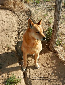Carolina Dog looking at hot air ballloons