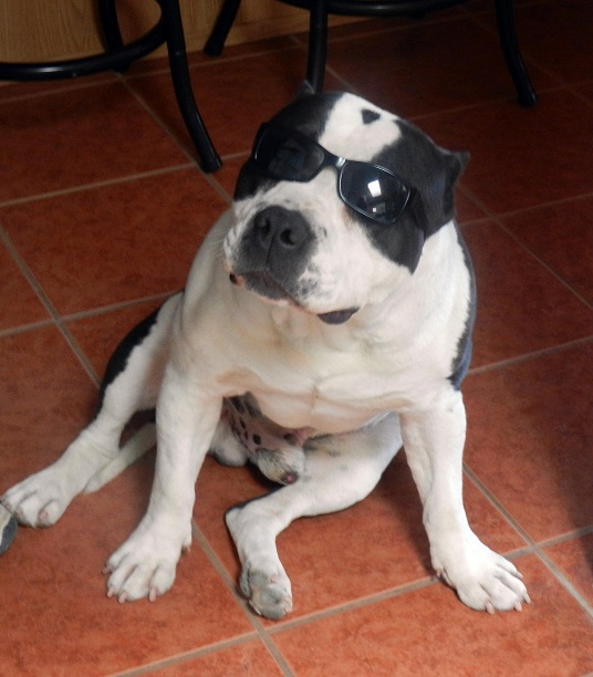 American Bully dog wearing sunglasses