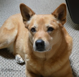 Beautiful Carolina Dog