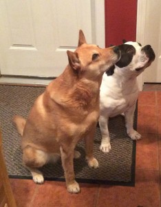 Dogs waiting for treats