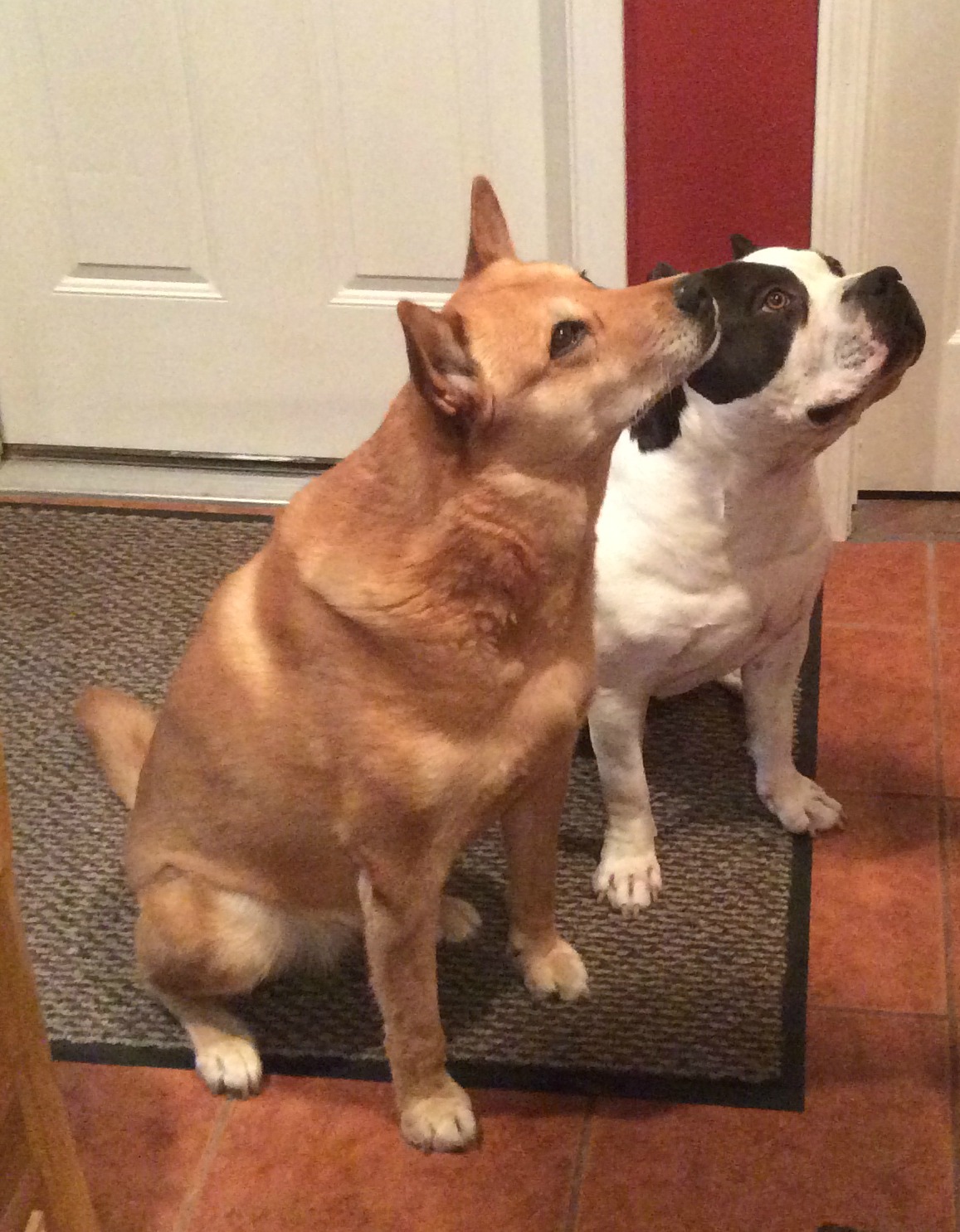 Need_Treats_July2014