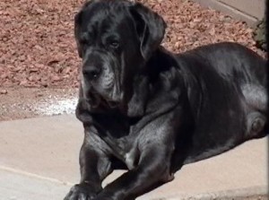 Sunning_in_my_domain
