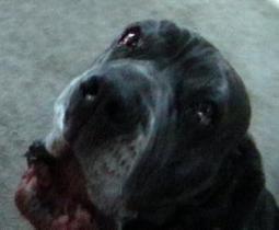 Neo Mastiff barking a tune