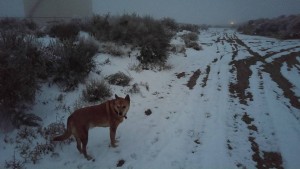 Carolina Dog on cold foggy morning
