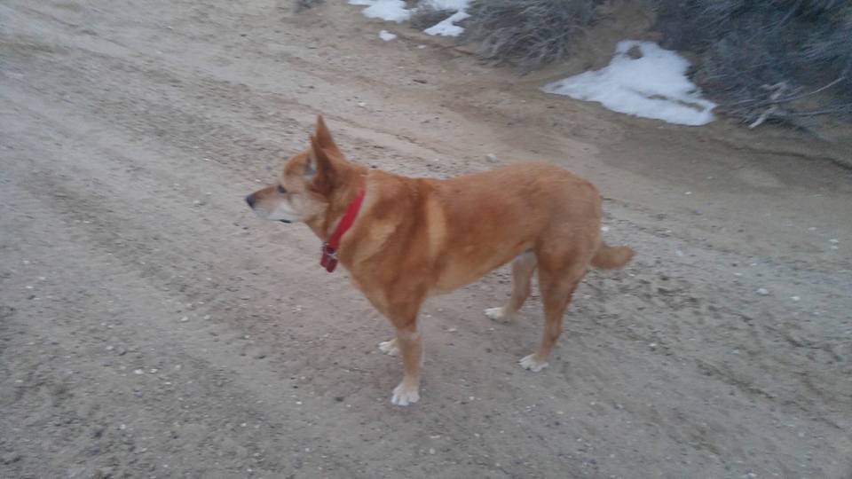 Running_Wolf_01202016
