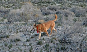 Carolina Dog Schatzie on the Move