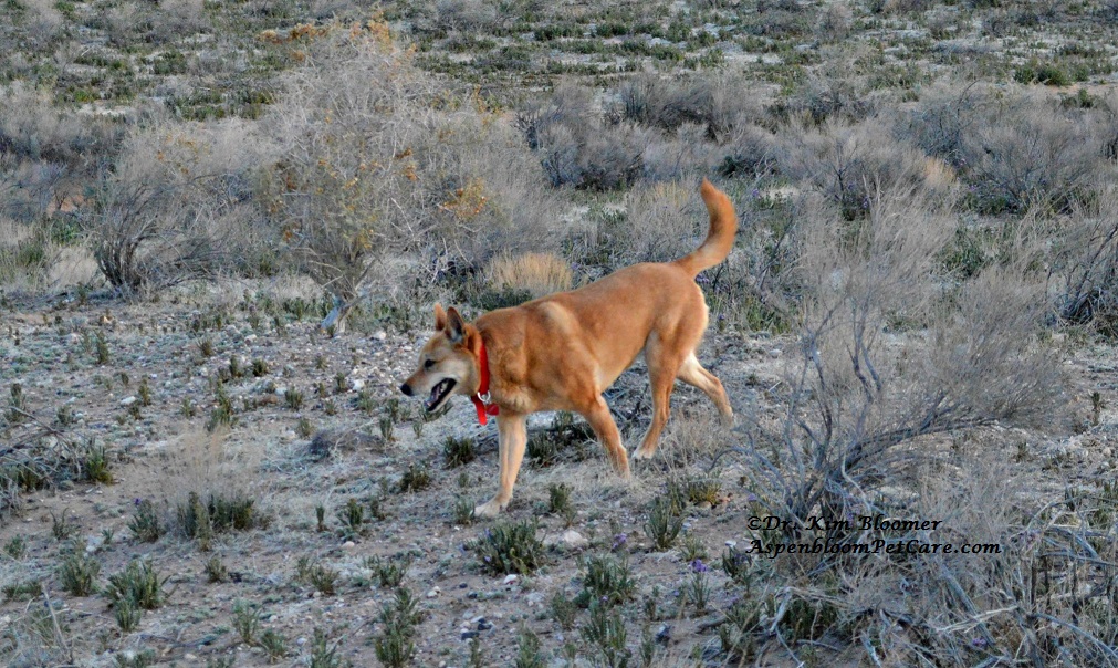 Running Wolf