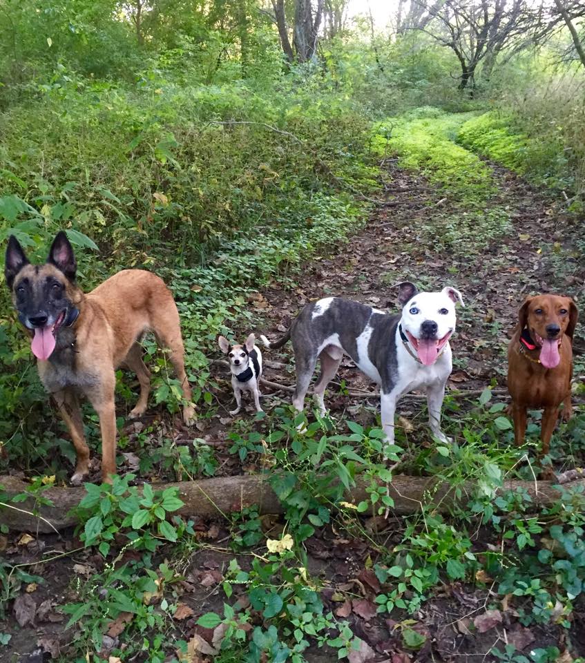 All their personal dogs, left to right - Lycan, Pansy, Merlin and Midge