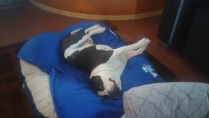 King the American Bully napping