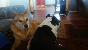 Carolina Dog and American Bully dog hanging out together