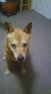 Schatzie my Carolina Dog