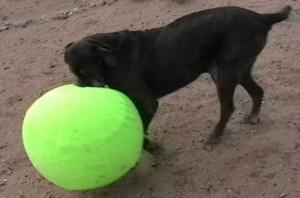 Shadrach the Neo Mastiff with his Canine Spirit Ball