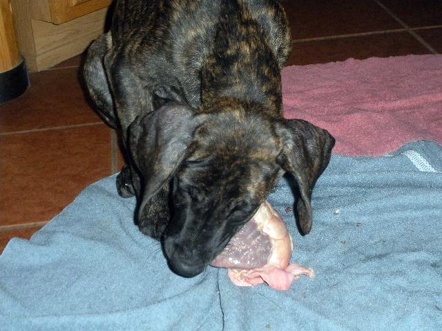 Great Dane puppy eating beef heart