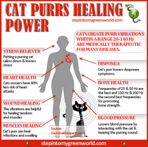 the healing purr of a cat