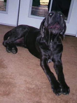 Singing Neo Mastiff puppy