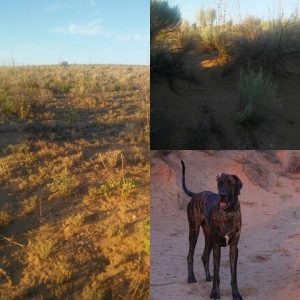 Meshach's Hill