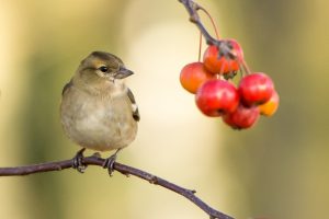 bird in spring