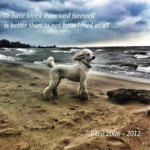 Standard Poodle Revo