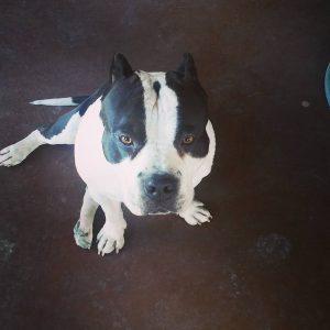 American Bully King just thinking