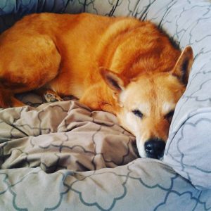 Carolina Dog, Schatzie in her bed