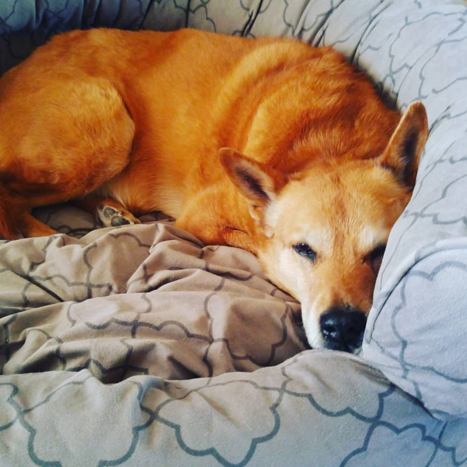 Carolina Dog, Schatzie in her bed