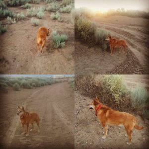 Carolina Dog on the Move