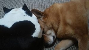 American Bully and Carolina Dog resting together