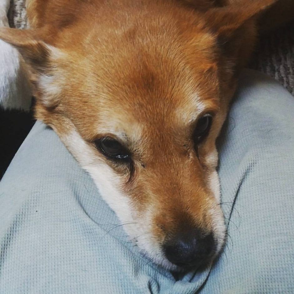 Carolina Dog with head in lap of human