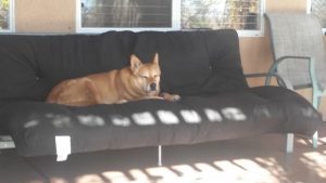 Carolina Dog on futon