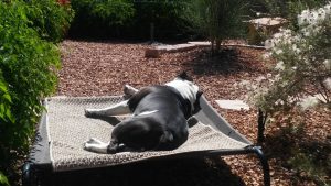 King sunbathing