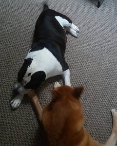 King and Schatzie playing