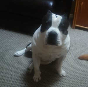 American Bully Breed King