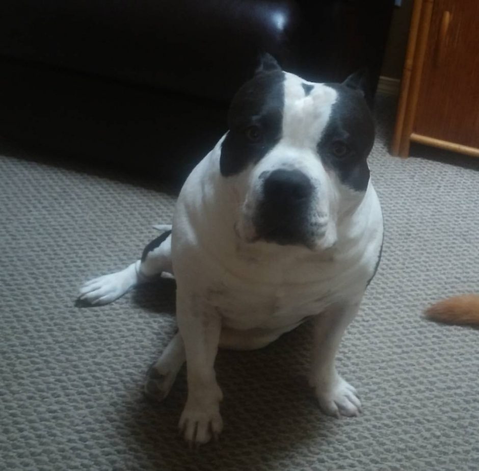 American Bully Breed King