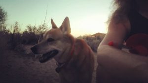 Schatzie and Me on a water break during our morning walk