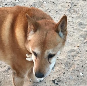 Carolina Dog eating dead rodent