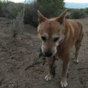 Carolina Dog scavenging coyote leftovers