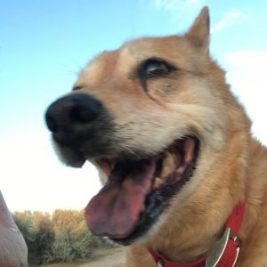 Carolina Dog selfie